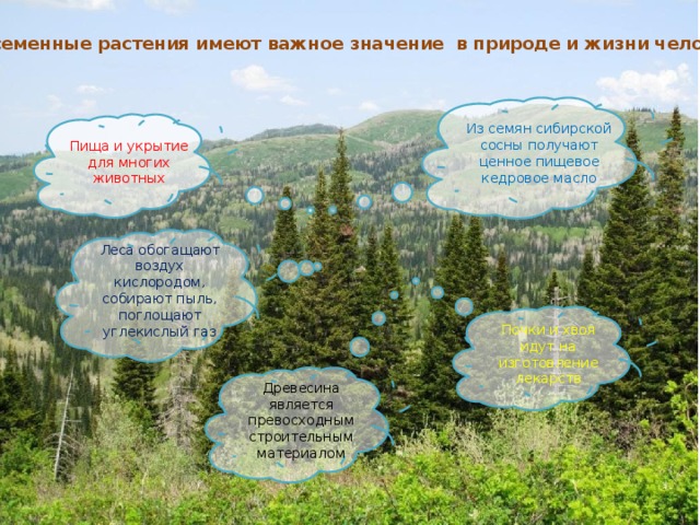 Голосеменные растения в природе. Голосеменные в природе. Значение голосеменных в природе и жизни человека. Роль сосны в природе.