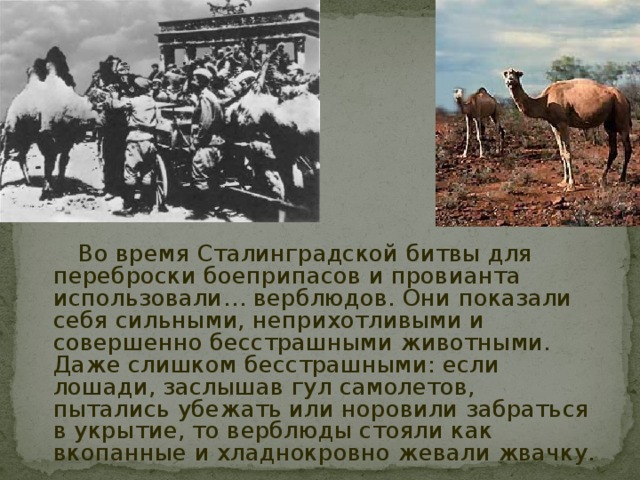 Верблюды на войне 1941 1945 картинки