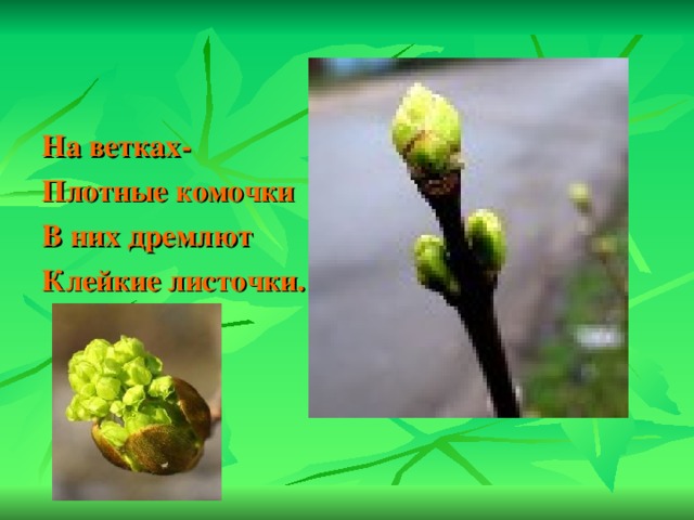 Клейкие почки зеленые