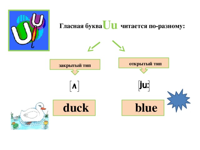 Uu Гласная буква читается по-разному: открытый тип закрытый тип duck blue 