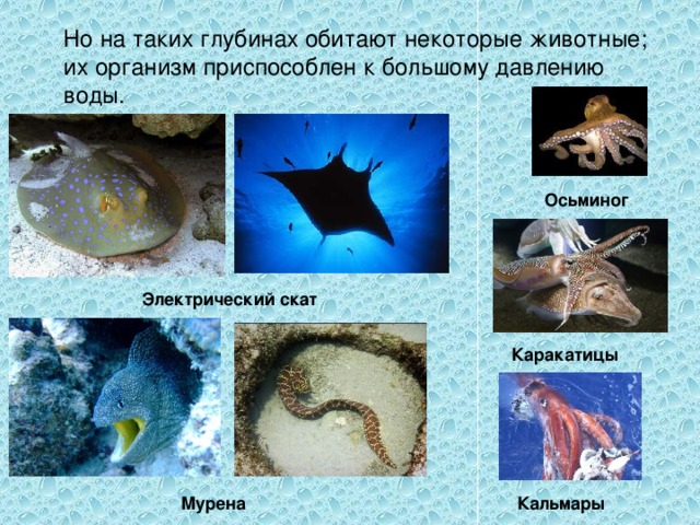  Но на таких глубинах обитают некоторые животные; их организм приспособлен к большому давлению воды. Осьминог Электрический скат Каракатицы Мурена Кальмары 
