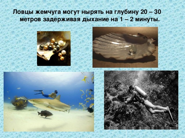 Ловцы жемчуга могут нырять на глубину 20 – 30 метров задерживая дыхание на 1 – 2 минуты. 