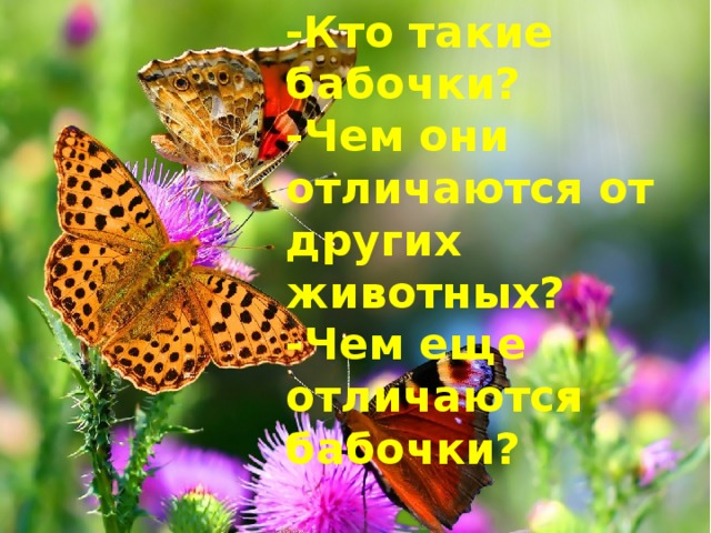 -Кто такие бабочки?  -Чем они отличаются от других животных?  -Чем еще отличаются бабочки? 