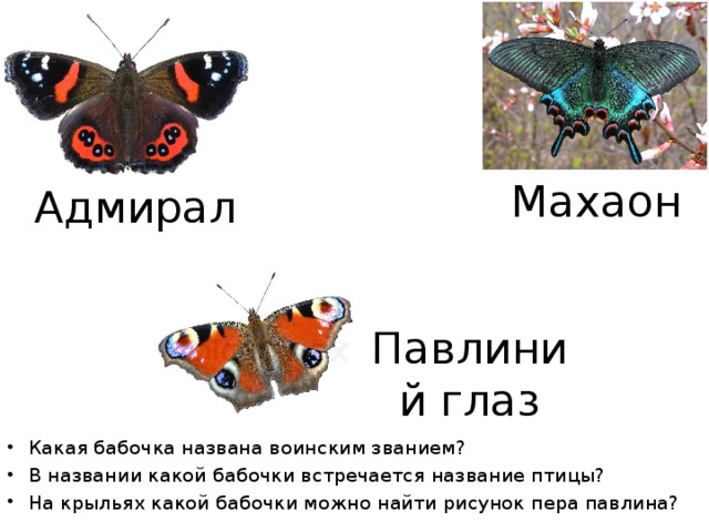 Махаон Адмирал Павлиний глаз Какая бабочка названа воинским званием? В названии какой бабочки встречается название птицы? На крыльях какой бабочки можно найти рисунок пера павлина? 