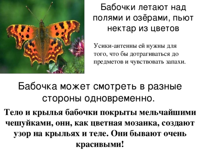 Почему бабочки такие разные и красивые. Почему бабочка. Почему бабочки летают. Бабочки зачем нужны бабочки. Почему бабочка не летает.