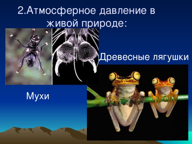 2.Атмосферное давление в живой природе: Древесные лягушки Мухи 