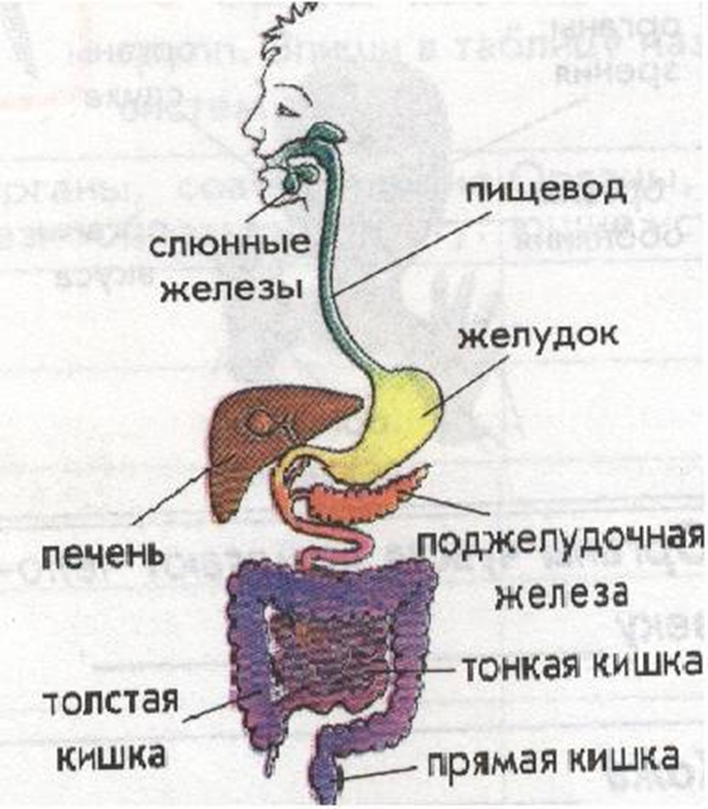 Рисунок система органов