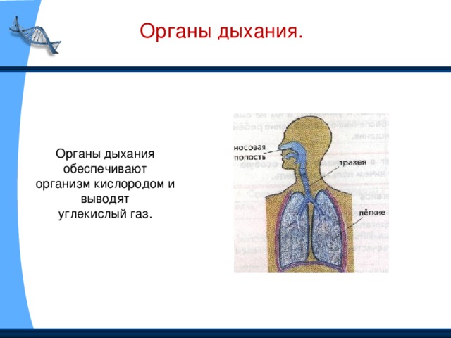 Органы дыхания обеспечивают