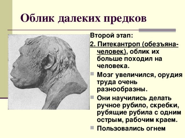 Облик далеких предков Второй этап: 2. Питекантроп (обезъяна-человек) , облик их больше походил на человека. Мозг увеличился, орудия труда очень разнообразны. Они научились делать ручное рубило, скребки, рубящие рубила с одним острым, рабочим краем. Пользовались огнем  