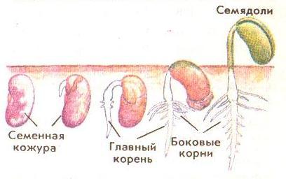 Зарисуйте корневую систему фасоли подпишите ее части как называют такой тип корневой системы