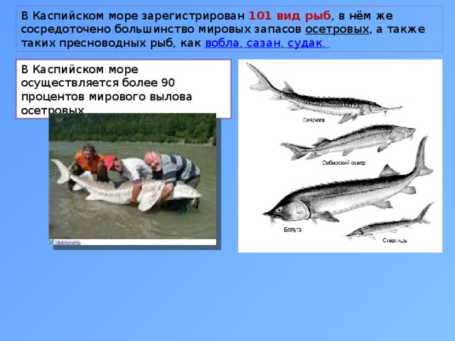 В Каспийском море зарегистрирован 101 вид рыб , в нём же сосредоточено большинство мировых запасов осетровых , а также таких пресноводных рыб, как вобла , сазан , судак . В Каспийском море осуществляется более 90 процентов мирового вылова осетровых. 