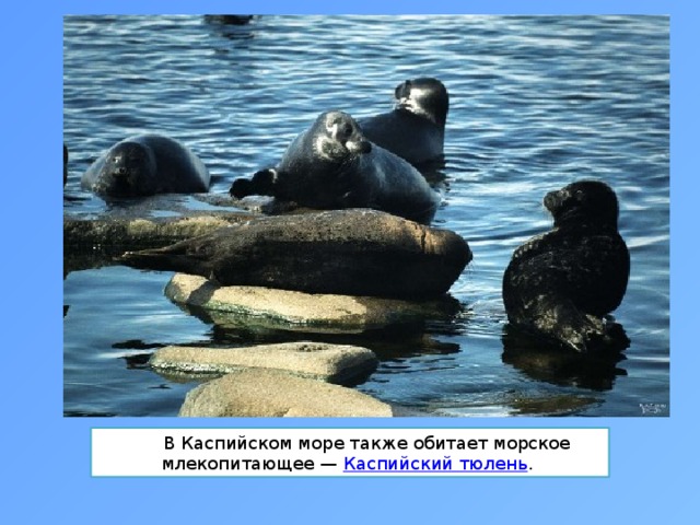 В Каспийском море также обитает морское млекопитающее — Каспийский тюлень . 