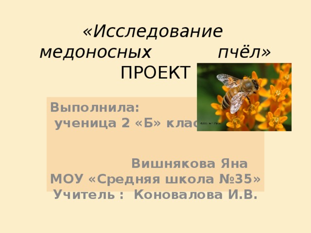    «Исследование медоносных пчёл»  ПРОЕКТ       Выполнила:  ученица 2 «Б» класса  Вишнякова Яна  МОУ «Средняя школа №35» Учитель : Коновалова И.В.  