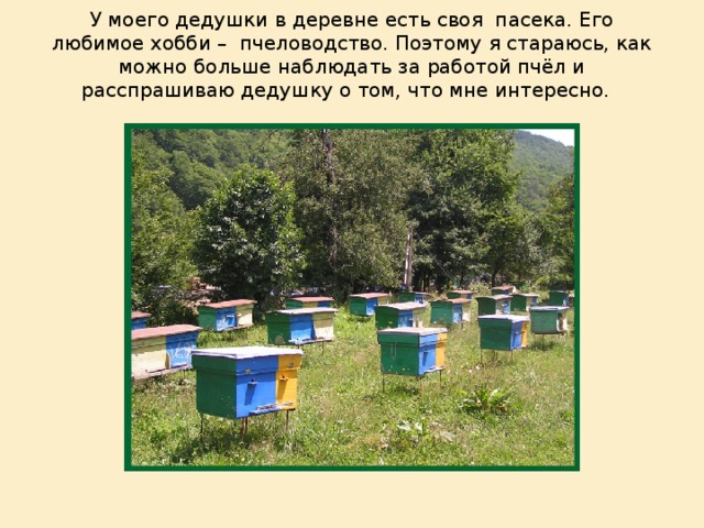 У моего дедушки в деревне есть своя пасека. Его любимое хобби – пчеловодство. Поэтому я стараюсь, как можно больше наблюдать за работой пчёл и расспрашиваю дедушку о том, что мне интересно.   