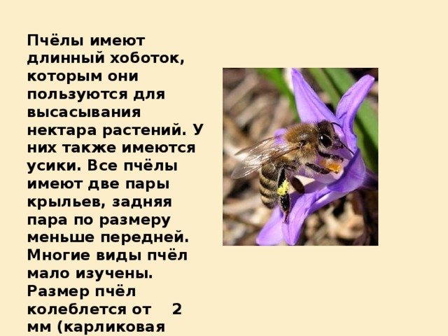 Пчёлы имеют длинный хоботок, которым они пользуются для высасывания нектара растений. У них также имеются усики. Все пчёлы имеют две пары крыльев, задняя пара по размеру меньше передней.  Многие виды пчёл мало изучены. Размер пчёл колеблется от 2 мм (карликовая пчела) до 39 мм у вида, обитающего в Индонезии.   