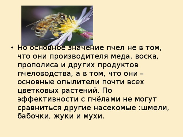   Но основное значение пчел не в том, что они производителя меда, воска, прополиса и других продуктов пчеловодства, а в том, что они – основные опылители почти всех цветковых растений. По эффективности с пчёлами не могут сравниться другие насекомые :шмели, бабочки, жуки и мухи.  