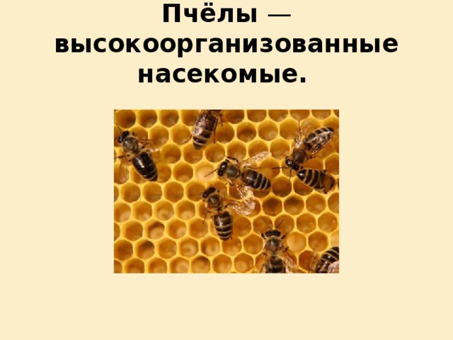 Пчёлы — высокоорганизованные насекомые.  