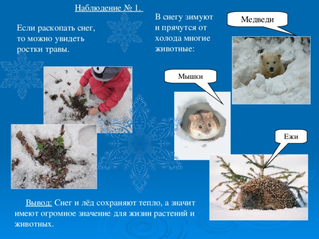 Снежок значение. Снег для презентации. Растения зимующие под снегом. Роль снега и льда в жизни растений и животных старшая группа. Презентация на тему снег.