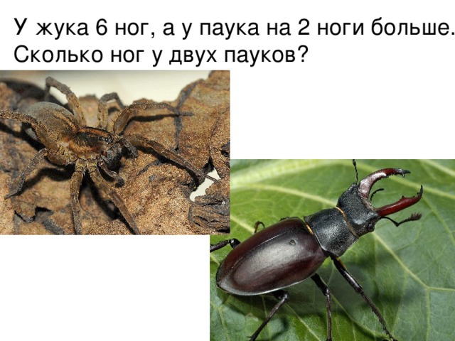 Сколько лап у жука