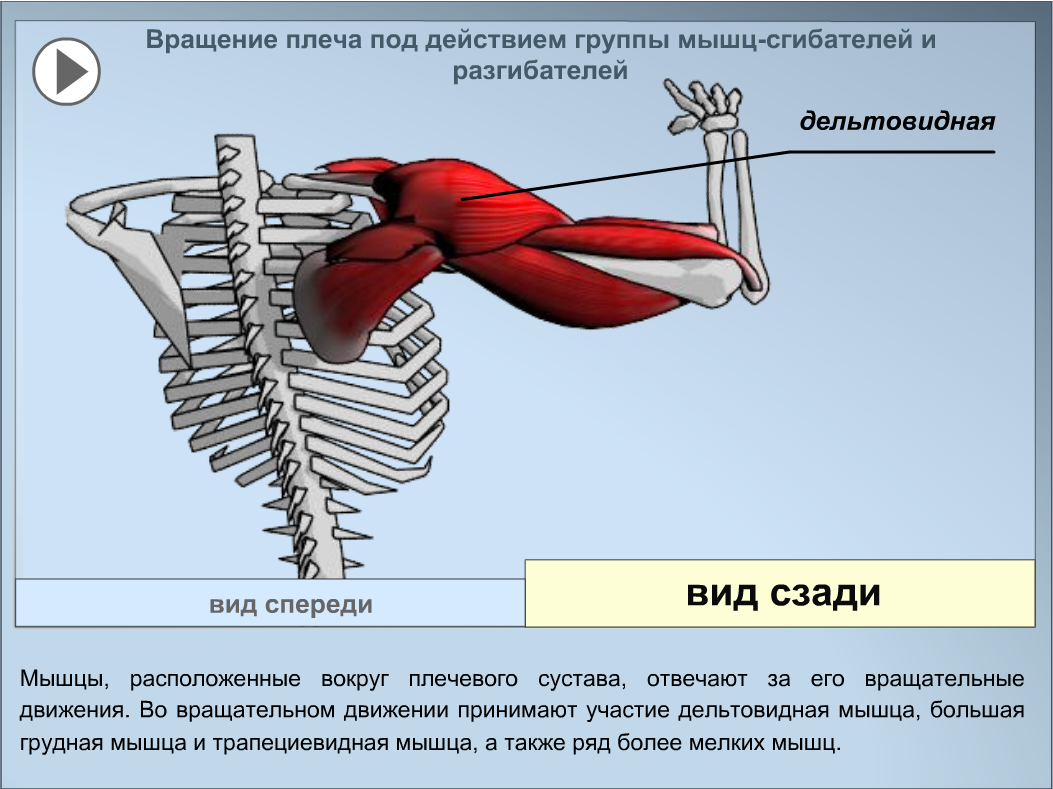 Форум мышцей. Мышцы участвующие в сгибании плеча. Мышцы вращающие плечо. Движение плечевого сустава мышцы. Мышцы вращающие плечо наружу.