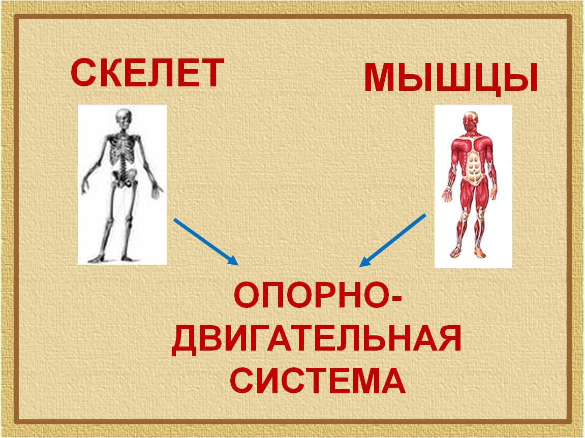 Презентация скелет и мышцы человека