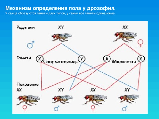 Гомогаметный пол у дрозофил