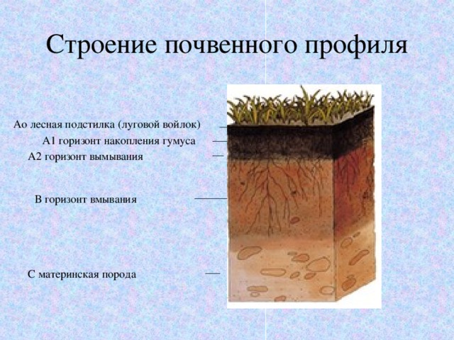 Строение почвенного профиля А o лесная подстилка (луговой войлок) А1 горизонт накопления гумуса А2 горизонт вымывания В горизонт вмывания С материнская порода 