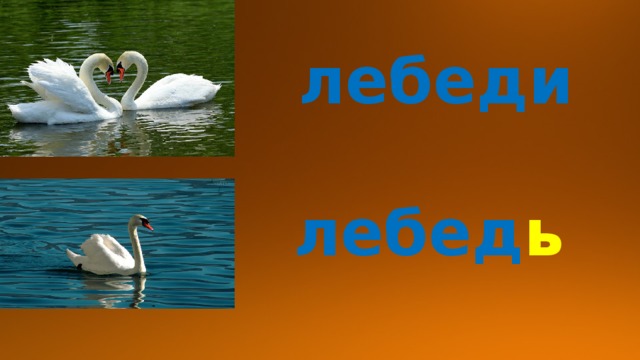 лебеди лебед ь