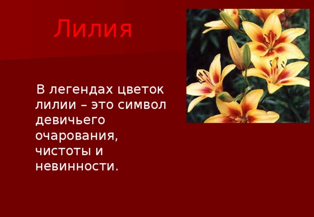 Гороскоп лилия. Стихи про лилии. Лилия красивые цитаты. Высказывания о лилиях. Лилия стихи о цветке.