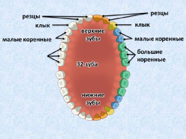 Большие коренные зубы количество. Строение челюсти человека резцы клыки и коренные. Функции резцов Клыков и коренных зубов. Резцы клыки малые и большие коренные зубы анатомия. Зубы резцы клыки малые коренные большие коренные.