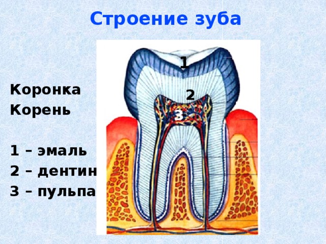 Строение зуба для детей. Дентин эмаль коронка строение. Строение зуба коронка эмаль. Строение зуба для детей школьного возраста.