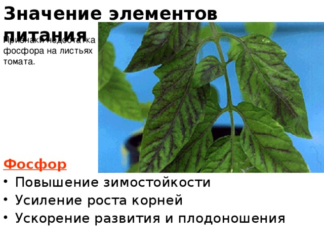Нехватка фосфора у томатов фото листьев лечение