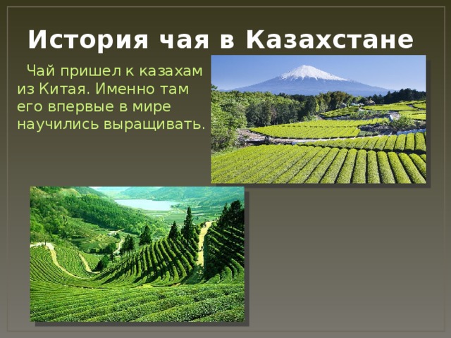 История чая в Казахстане  Чай пришел к казахам из Китая. Именно там его впервые в мире научились выращивать. 