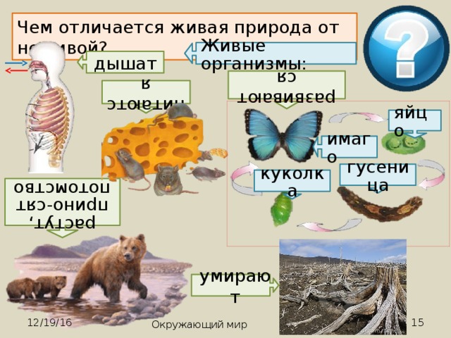 Отличие живой природы. Не живые организмы. Чем отличается Живая природа от неживой природы. Отличия живых организмов от неживой природы. Живые организмы дышат.