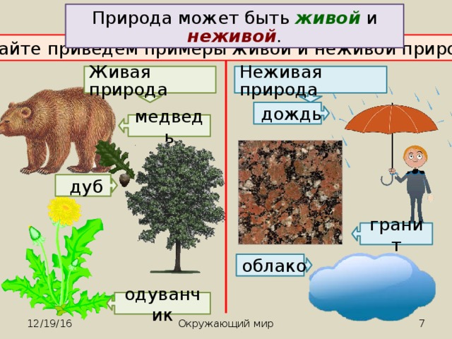 Связи между живой и неживой природой примеры