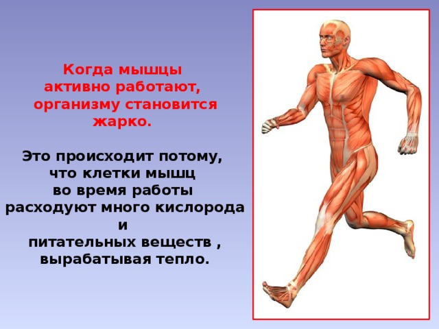 Опорно двигательная система человека 4 класс. Строение опорно-двигательной системы человека (мышечная система).. Мышцы человека презентация. Сообщение мышцы человека. Мышечная система презентация.