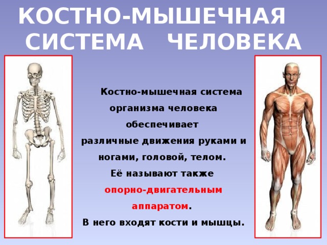 Что составляет опорно двигательную систему человека 4 класс. Смотреть фото Что составляет опорно двигательную систему человека 4 класс. Смотреть картинку Что составляет опорно двигательную систему человека 4 класс. Картинка про Что составляет опорно двигательную систему человека 4 класс. Фото Что составляет опорно двигательную систему человека 4 класс