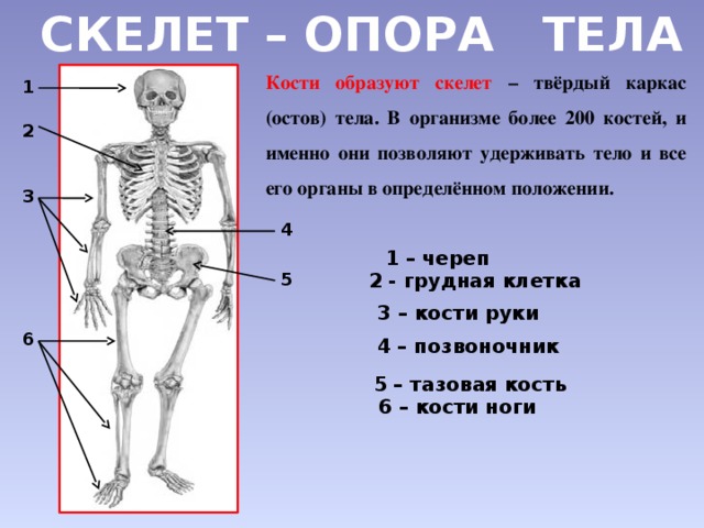 Зачем скелет. Скелет опора организма 6 класс биология. Скелет человека опорно двигательная система. Опорно двигательная система осевой скелет. Сообщение о скелете человека.