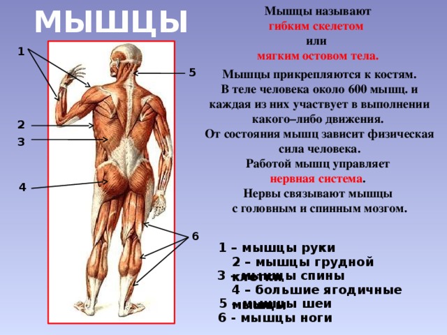 Опорно двигательная система человека 4 класс. Строение опорно-двигательной системы человека (мышечная система).. Мышцы человеческого организма. Строение мышц тела. Мышцы человека презентация.