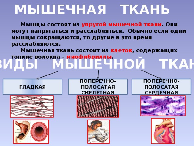 Что составляет опорно двигательную систему человека 4 класс. Смотреть фото Что составляет опорно двигательную систему человека 4 класс. Смотреть картинку Что составляет опорно двигательную систему человека 4 класс. Картинка про Что составляет опорно двигательную систему человека 4 класс. Фото Что составляет опорно двигательную систему человека 4 класс
