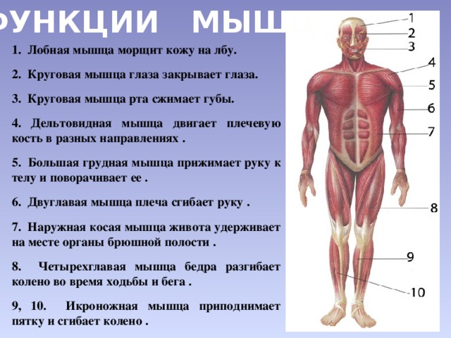 Двигательная система человека 4 класс. Мышцы человека. Мышцы человека 3 класс. Мышцы человека презентация. Опорно-двигательная система человека.