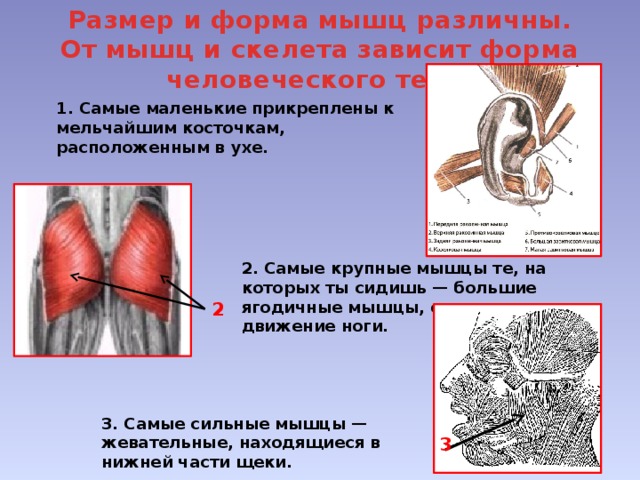 Что составляет опорно двигательную систему человека 4 класс. Смотреть фото Что составляет опорно двигательную систему человека 4 класс. Смотреть картинку Что составляет опорно двигательную систему человека 4 класс. Картинка про Что составляет опорно двигательную систему человека 4 класс. Фото Что составляет опорно двигательную систему человека 4 класс
