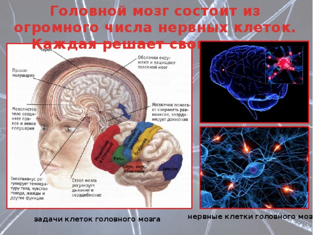 Головной мозг состоит из огромного числа нервных клеток. Каждая решает свою задачу. нервные клетки головного мозга задачи клеток головного мозга 