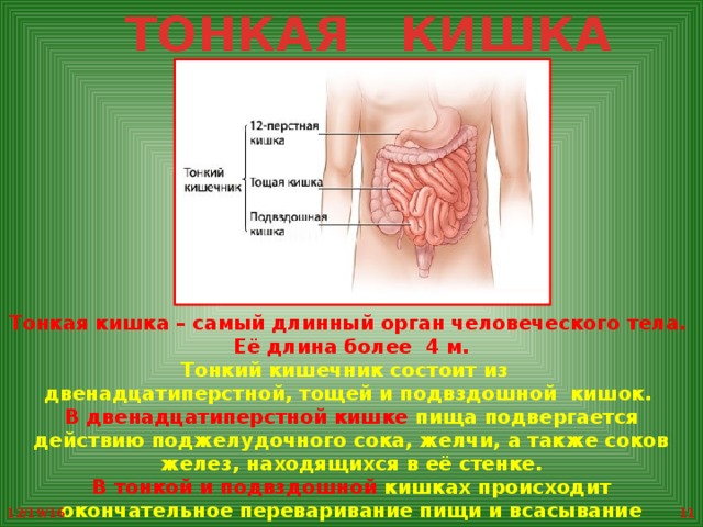 С помощью чего пища переваривается в желудке 4 класс ответ