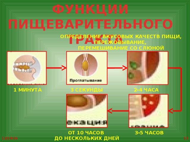 С помощью чего пища переваривается в желудке 4 класс ответ