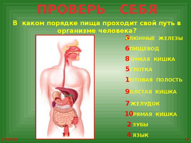 Как проходит еда по организму схема