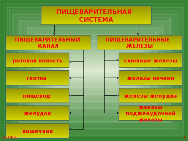 С помощью чего пища переваривается в желудке 4 класс ответ
