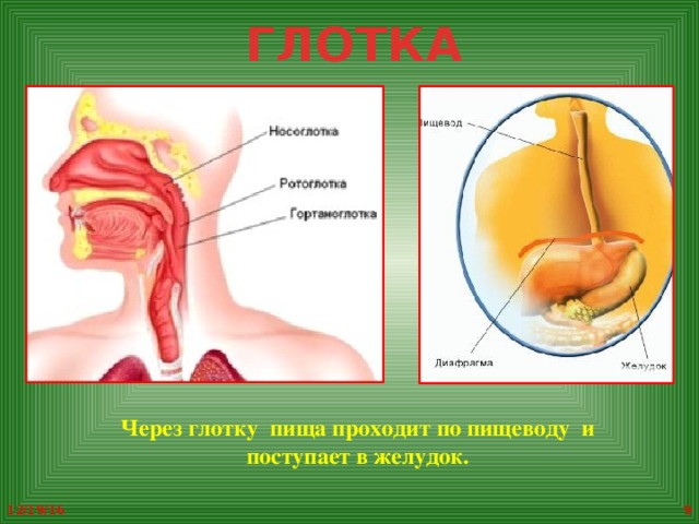 С помощью чего пища переваривается в желудке 4 класс ответ