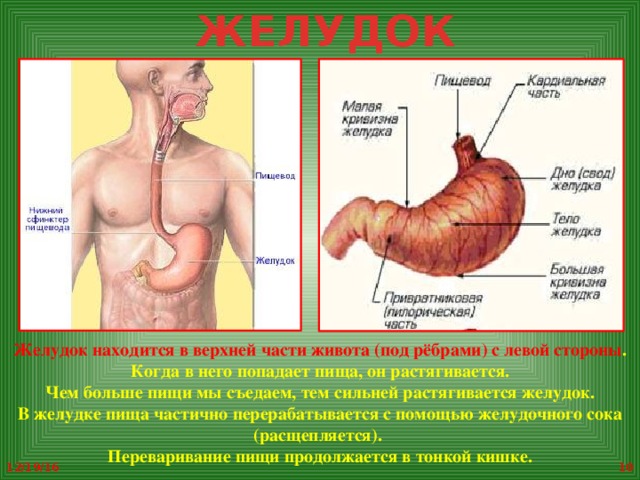 Устройство желудка человека фото и описание