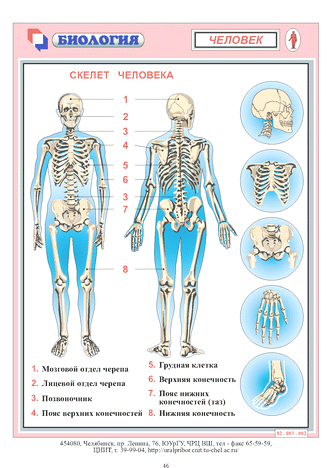 План урока тело человека